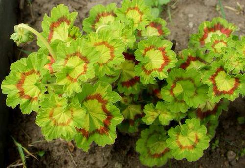 top Most Elegant Geranium Types