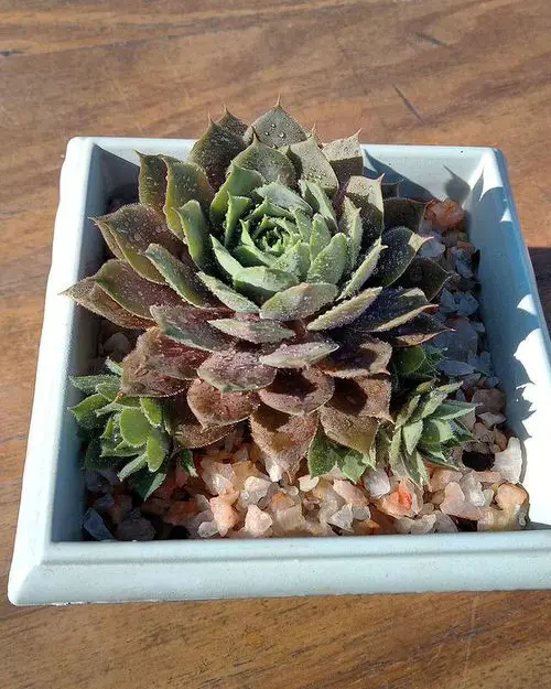 Types of Sempervivums 10