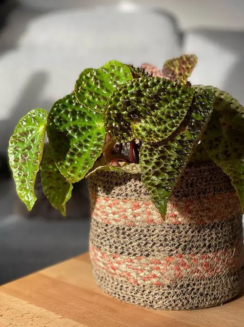top Houseplants with the Strangest and Most Mysterious Leaves 