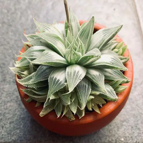 Best White Succulents You Can Grow