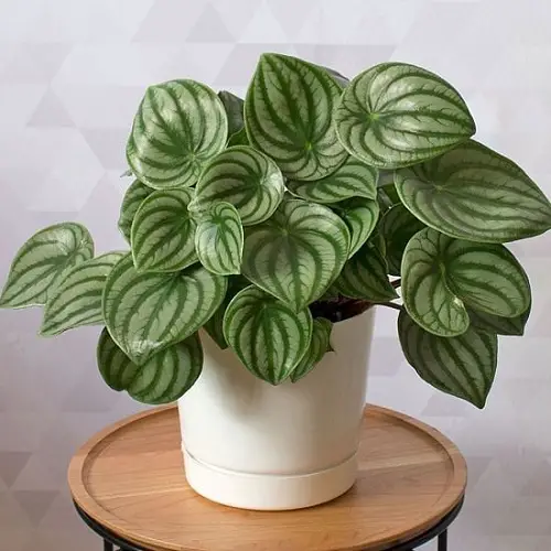 Top best Peperomia Types