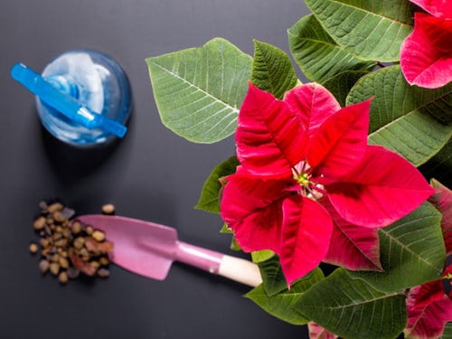 Poinsettia Plant Care