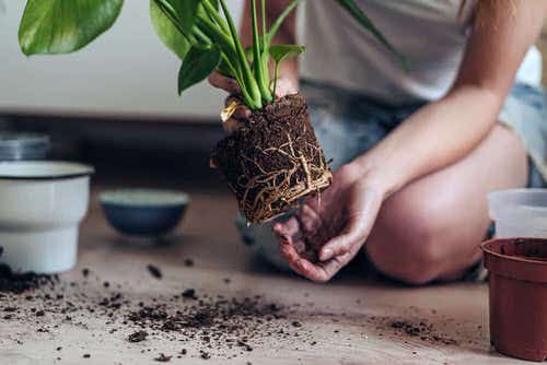 What is Root Rot