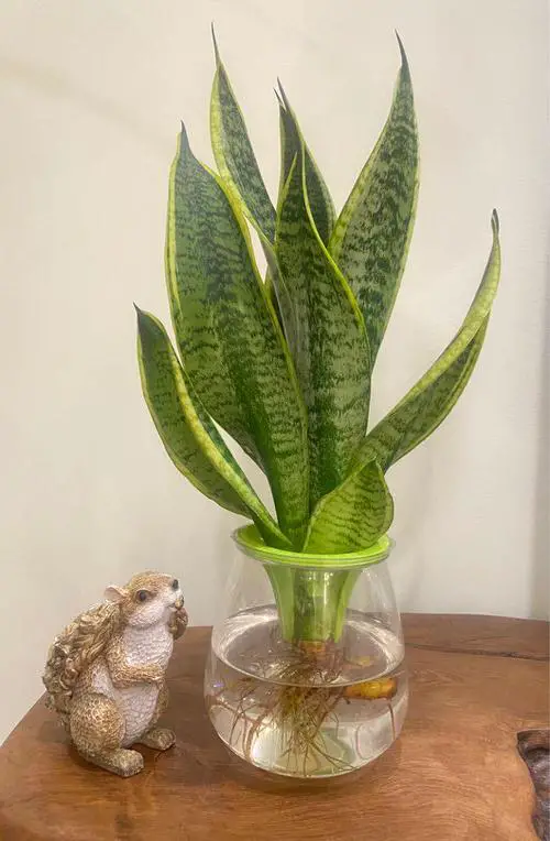 How to Grow a Snake Plant in Water