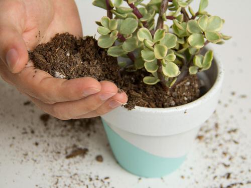 Add a Bit of Compost and Aerate the Soil