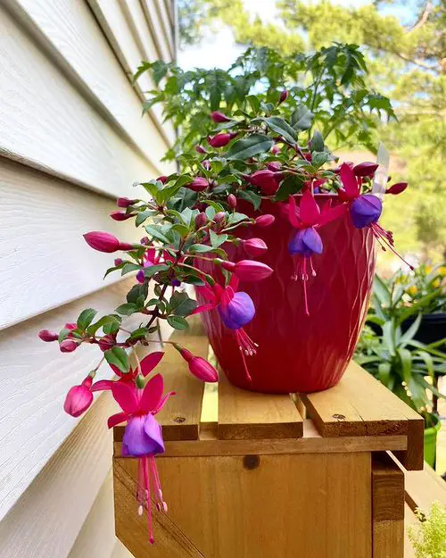 Jingle Bell Shaped Flowers