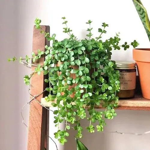 Top Peperomia Types