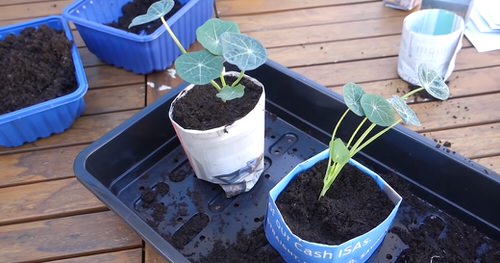 Newspaper for Container Gardens