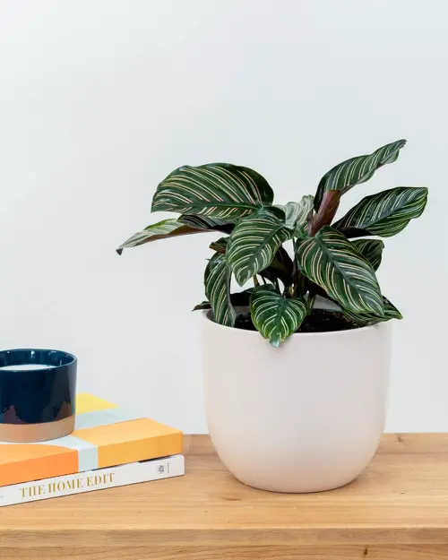 Pin Stripe Calathea