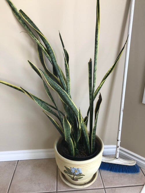 How to fix snake plant common problems 2