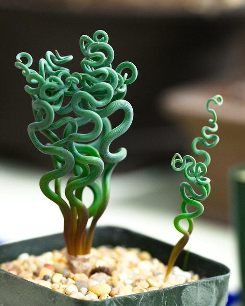 best Houseplants with the Strangest and Most Spectral Leaves