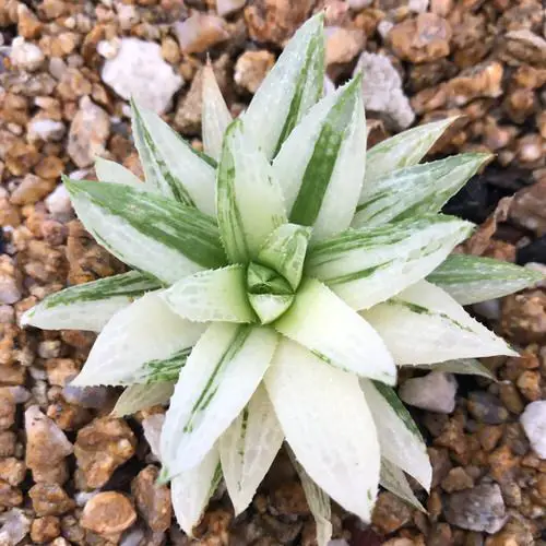 top Best White Succulents You Can Grow
