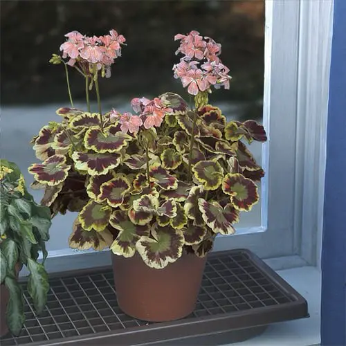 Fancy Leaf Geranium Varieties