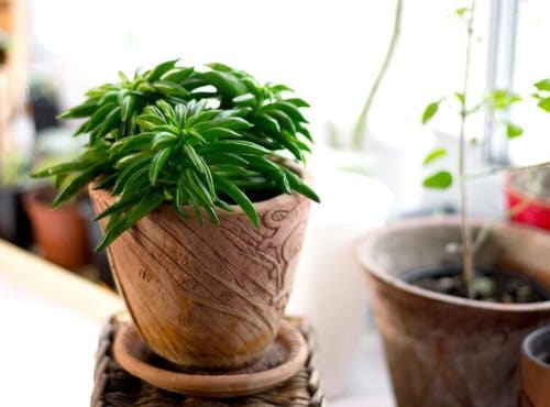 lovely Top Peperomia Types
