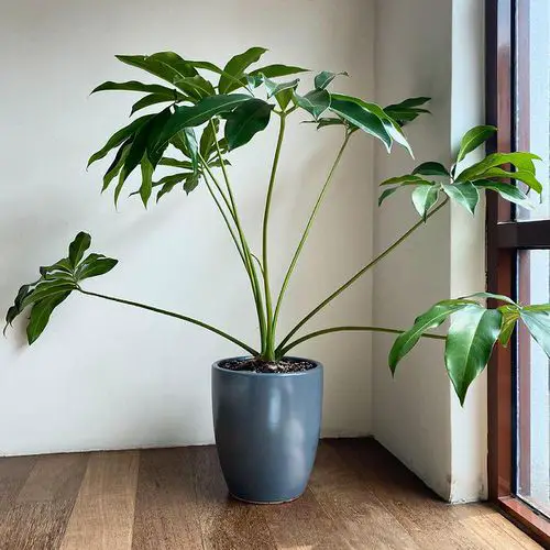 amazing Houseplants with the Strangest and Most Mysterious Leaves 