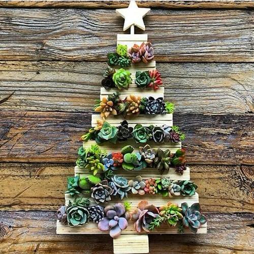 Succulents on a Wooden Frame
