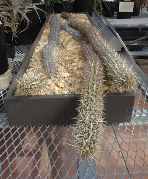 Special and Unusual Cacti 