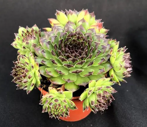 Hens and Chicks Varieties 20