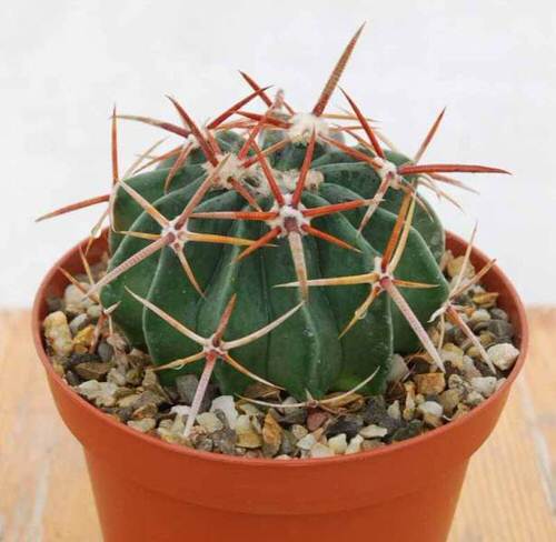 best Special and Unusual Cacti
