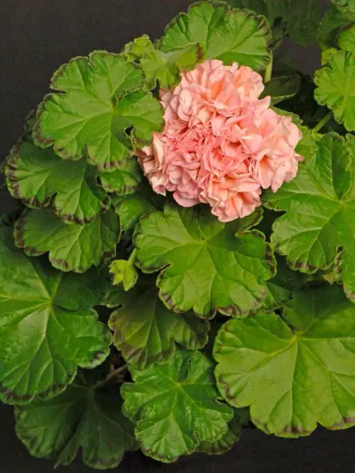 best Elegant Geranium Types