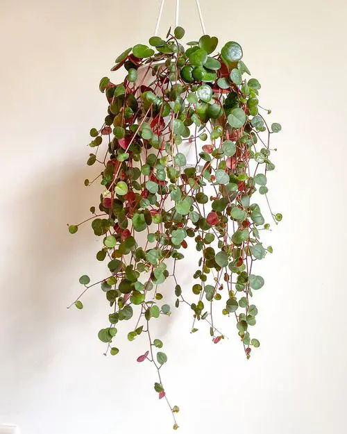 Best Peperomia Types