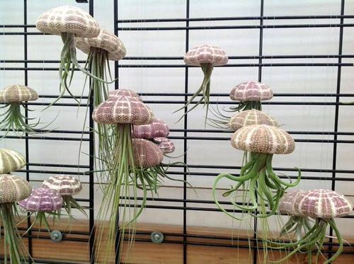 best Houseplants with Most Weird and Unusual Leaves