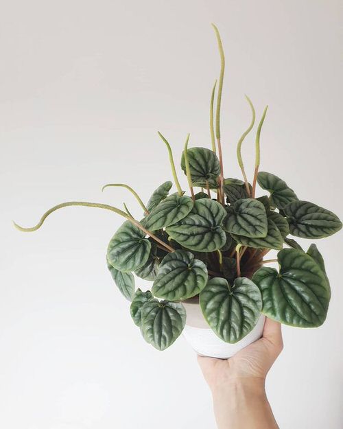  Best Peperomia Types