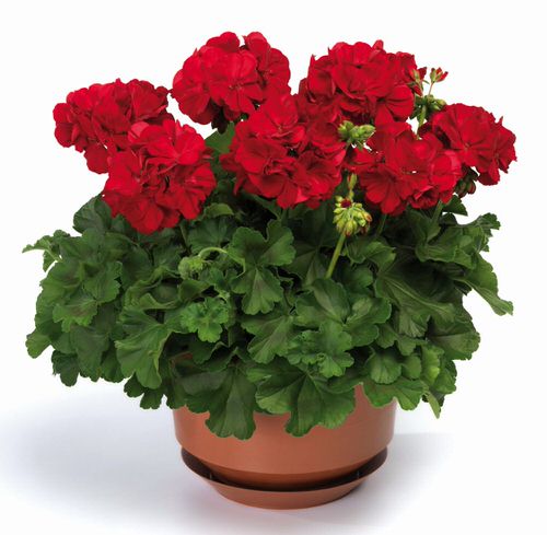 Elegantest Variety of Geraniums