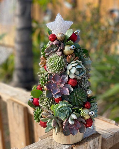 Succulent Christmas Tree in a Cedar Wood Planter
