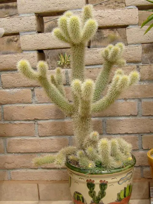 Special and Uncommon Cacti