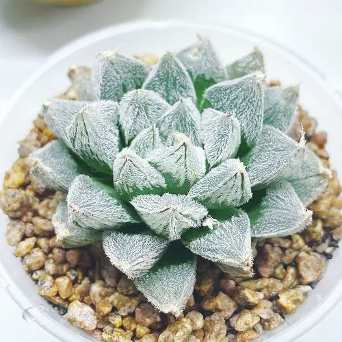 White Succulents You Can Grow