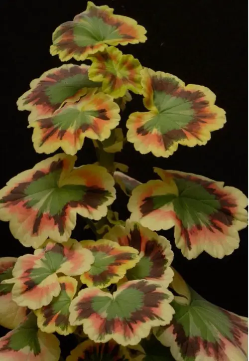 best Elegantest Variety of Geraniums