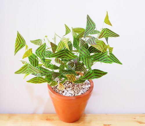 Houseplants with Most Weird and Unusual Leaves