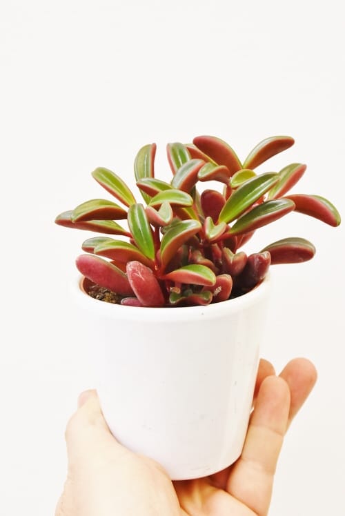 Top Types of Perennials for Indoor Gardens