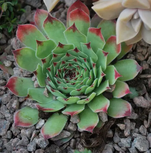 Types of Sempervivums 12