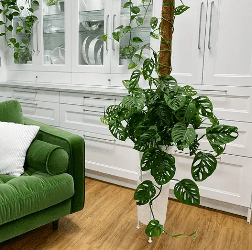 Best Indoor Vines & Climbers Swiss Cheese Plant