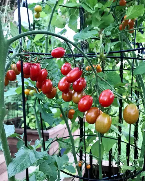 Fish Head Benefits for Plants