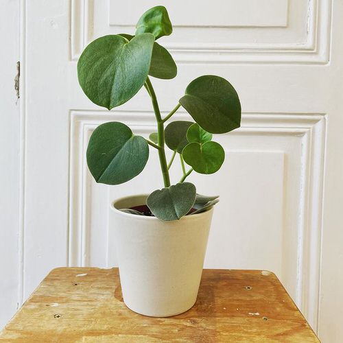 Top Peperomia Varieties for Indoor Gardening