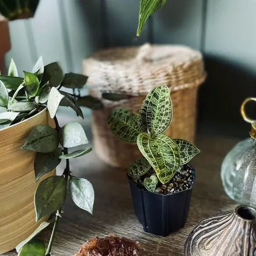 top Houseplants with Most Weird and Unusual Leaves