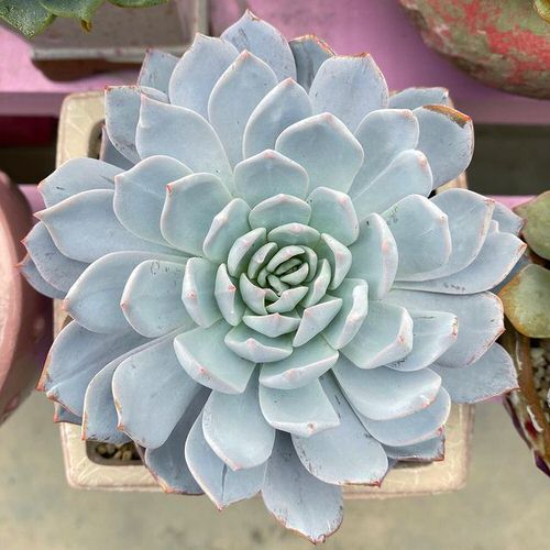 top White Succulents You Can Grow