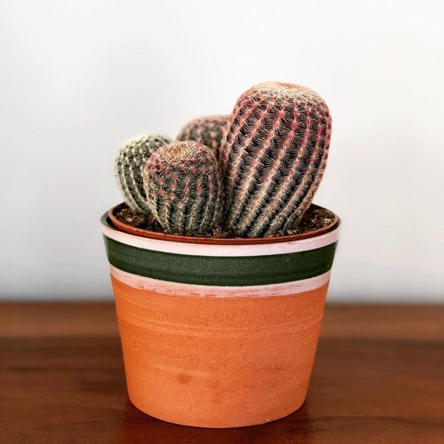best Unique & Rare Cactus Plants to Grow If You Love Cacti & Succulents