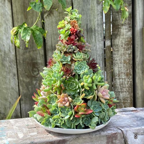 Mini Succulents Christmas Tree