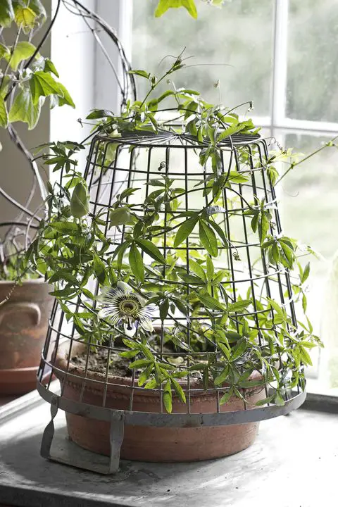 Passion Flower