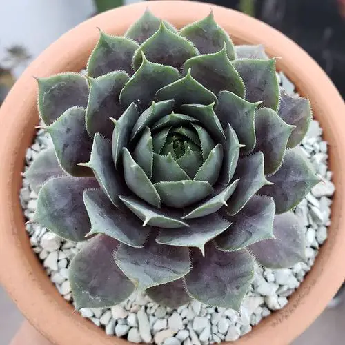Types of Sempervivums 13