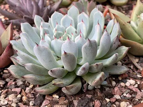 beautiful White Succulents 4
