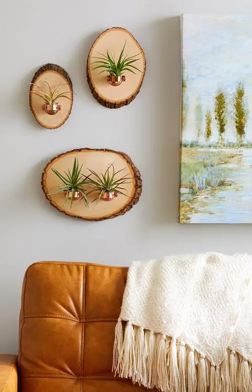 . Air Plant Hanger