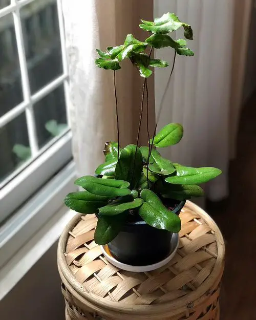 Houseplants with Most Weird Leaves