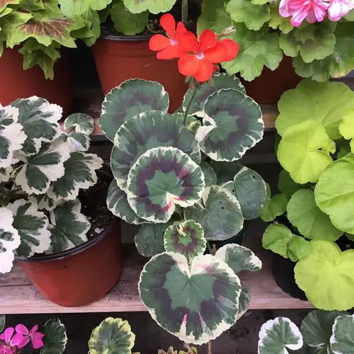 top Elegantest Variety of Geraniums
