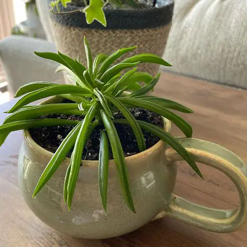  Best Peperomia Types indoor