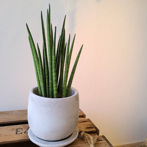 Types of Snake Plant-Sansevieria bacularis